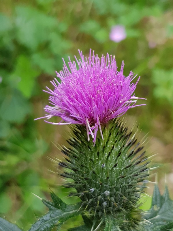 More Wild Flowers Of The Netherlands - 03-Thistle_European-marsh-thistle_Flowering-plant-2.6Mb--2020-07-19 15.44.44